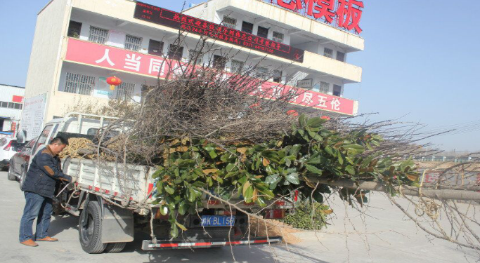 河南偉志鋼模板廠家-------只待花開樹盛