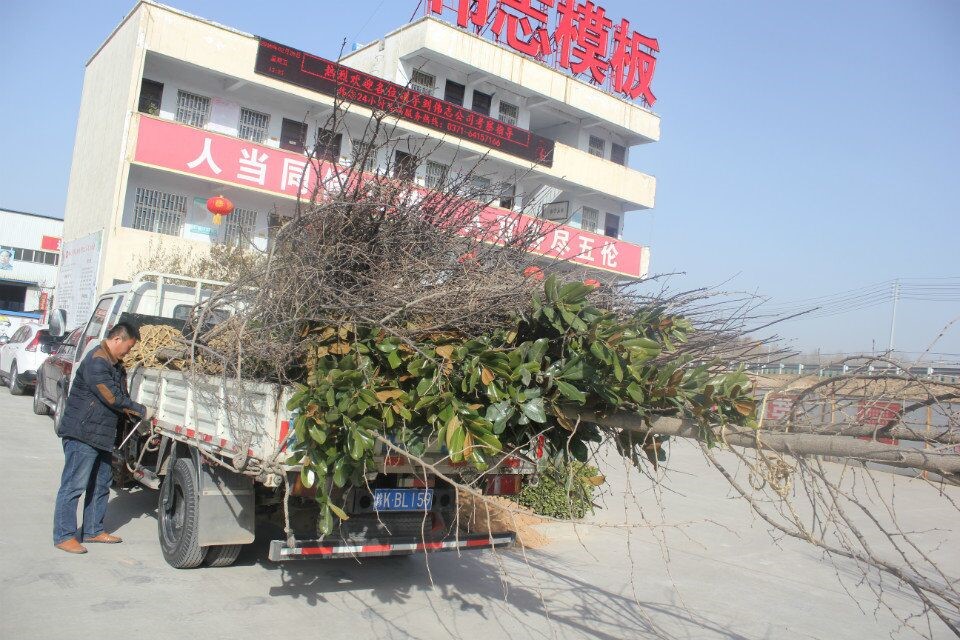 河南偉志鋼模板廠家-------只待花開樹盛